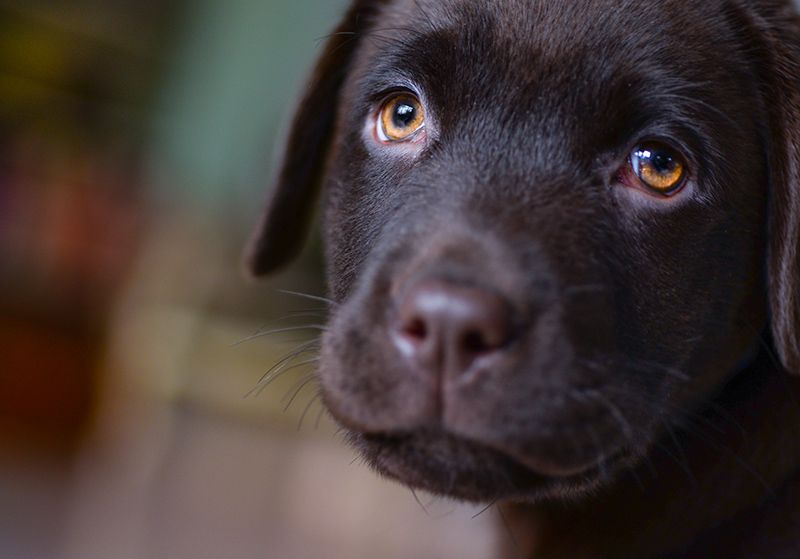 Puppy Eyes 